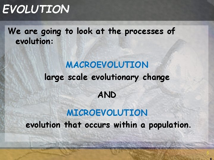 EVOLUTION We are going to look at the processes of evolution: MACROEVOLUTION large scale