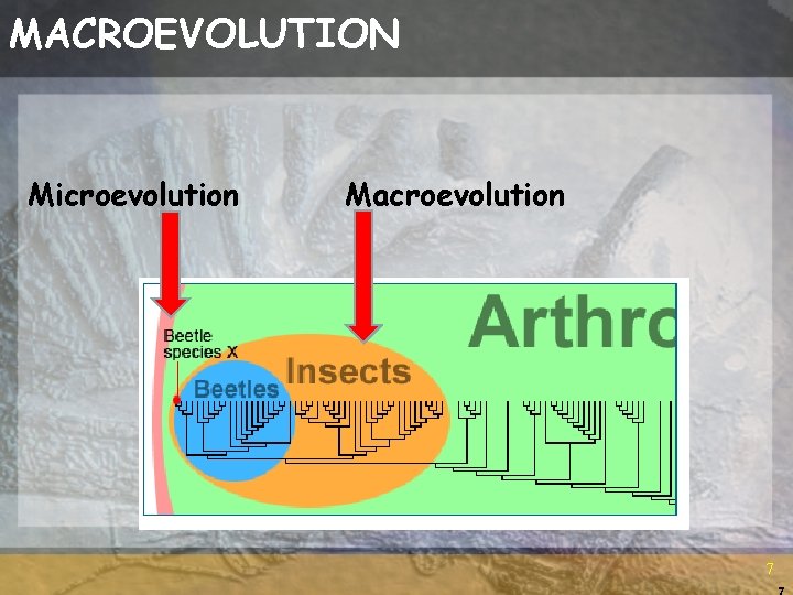 MACROEVOLUTION Microevolution Macroevolution 7 7 