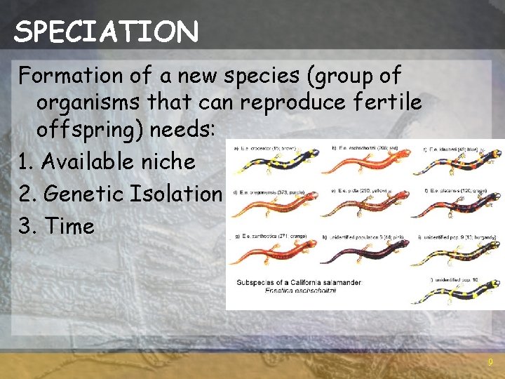 SPECIATION Formation of a new species (group of organisms that can reproduce fertile offspring)