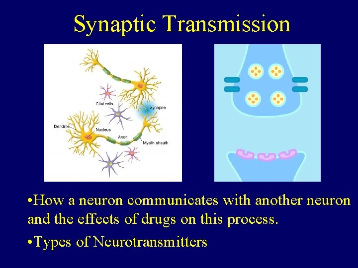 Synaptic Transmission • How a neuron communicates with another neuron and the effects of