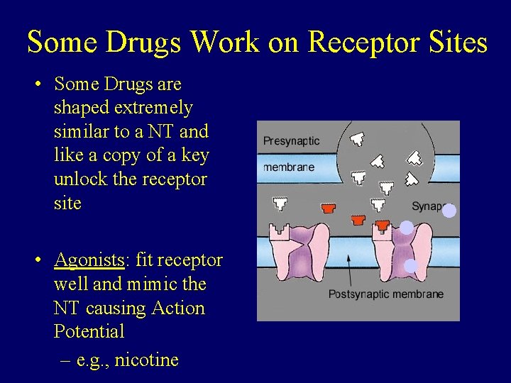 Some Drugs Work on Receptor Sites • Some Drugs are shaped extremely similar to