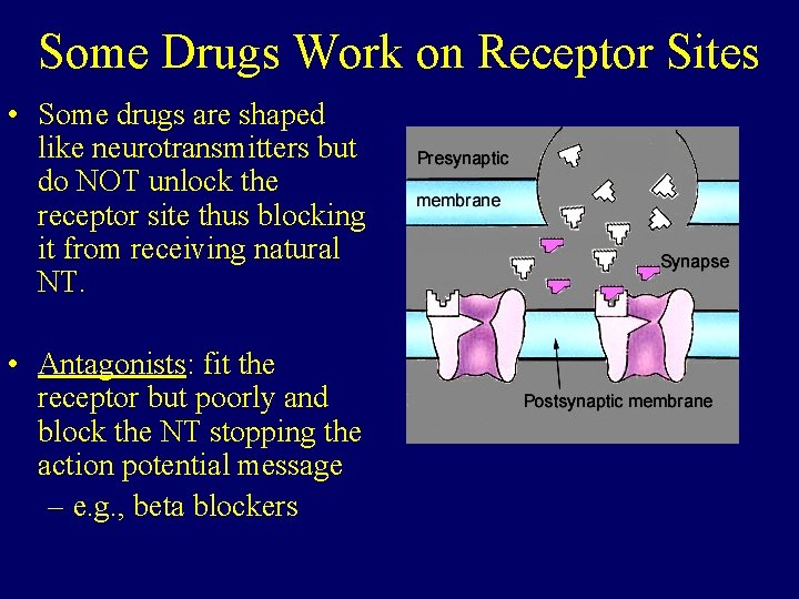 Some Drugs Work on Receptor Sites • Some drugs are shaped like neurotransmitters but