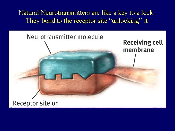 Natural Neurotransmitters are like a key to a lock. They bond to the receptor