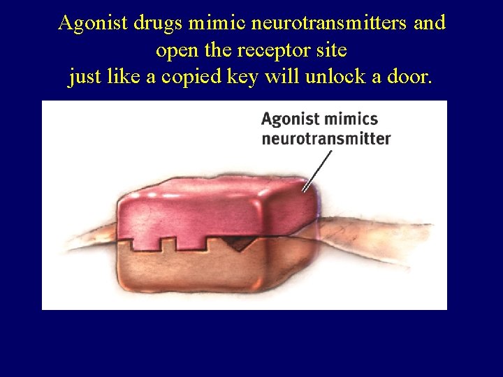 Agonist drugs mimic neurotransmitters and open the receptor site just like a copied key