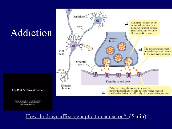 Addiction How do drugs affect synaptic transmission? (5 min) 