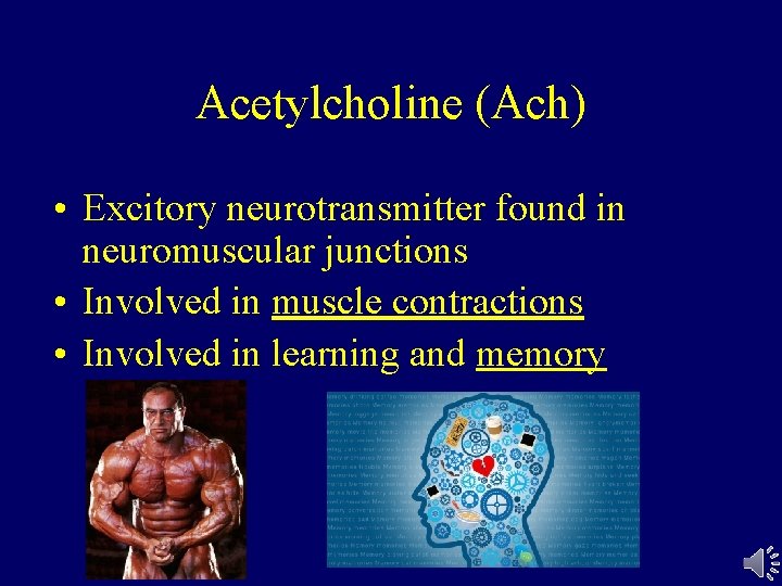Acetylcholine (Ach) • Excitory neurotransmitter found in neuromuscular junctions • Involved in muscle contractions