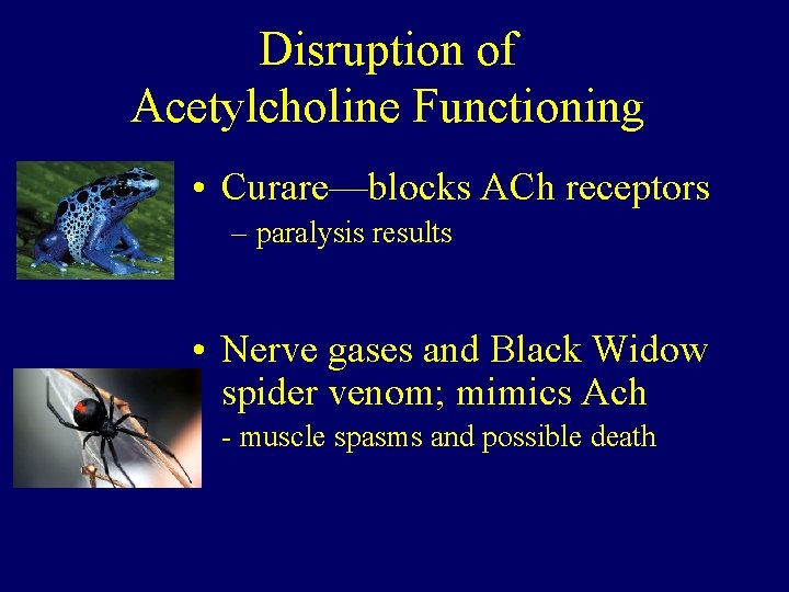 Disruption of Acetylcholine Functioning • Curare—blocks ACh receptors – paralysis results • Nerve gases