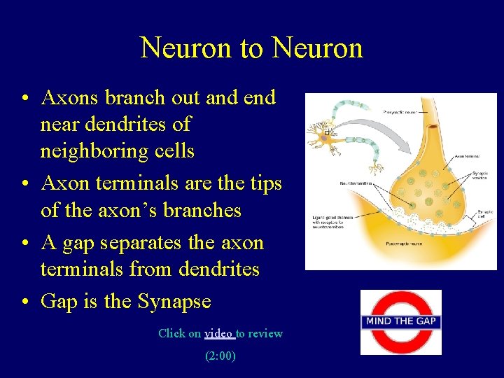 Neuron to Neuron • Axons branch out and end near dendrites of neighboring cells