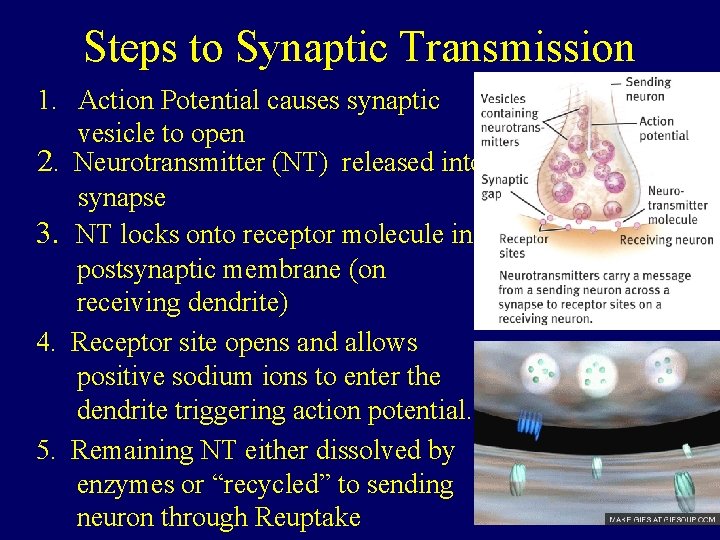 Steps to Synaptic Transmission 1. Action Potential causes synaptic vesicle to open 2. Neurotransmitter