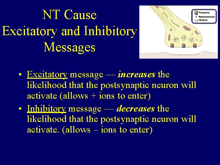 NT Cause Excitatory and Inhibitory Messages • Excitatory message — increases the likelihood that