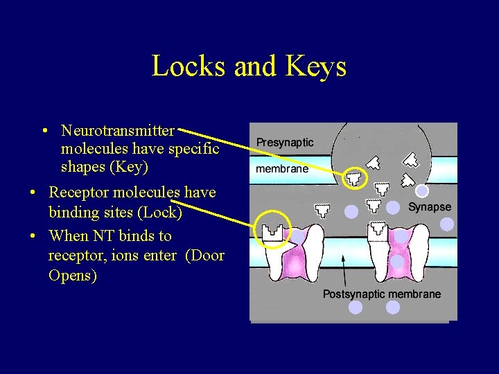 Locks and Keys • Neurotransmitter molecules have specific shapes (Key) • Receptor molecules have