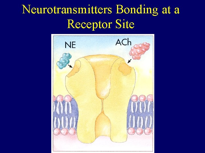 Neurotransmitters Bonding at a Receptor Site 