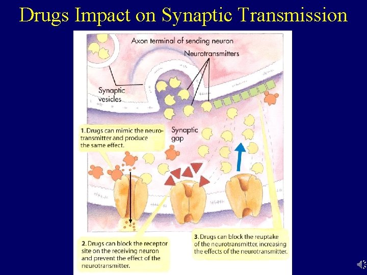 Drugs Impact on Synaptic Transmission 