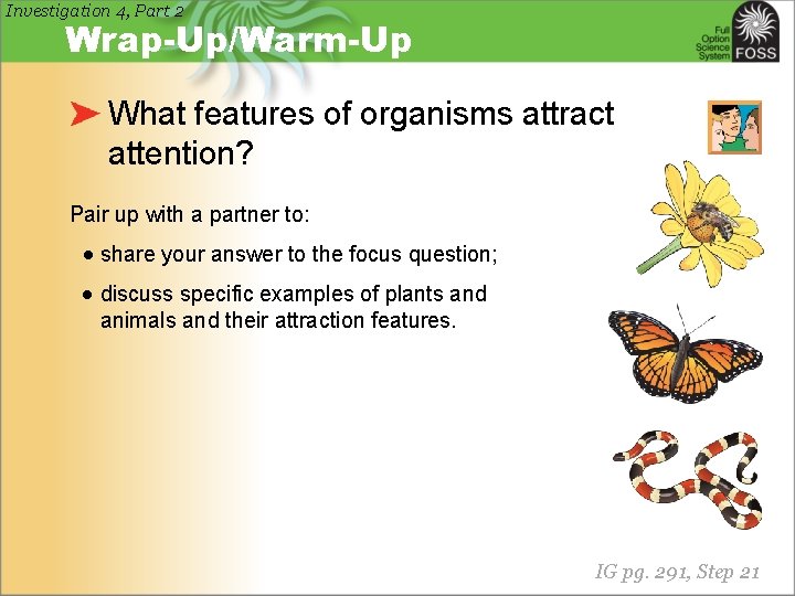 Investigation 4, Part 2 Wrap-Up/Warm-Up What features of organisms attract attention? Pair up with