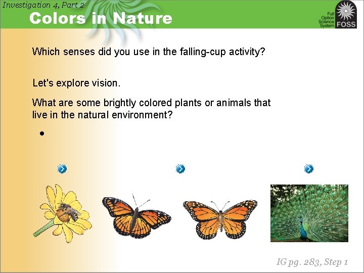 Investigation 4, Part 2 Colors in Nature Which senses did you use in the