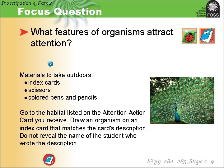Investigation 4, Part 2 Focus Question What features of organisms attract attention? Materials to
