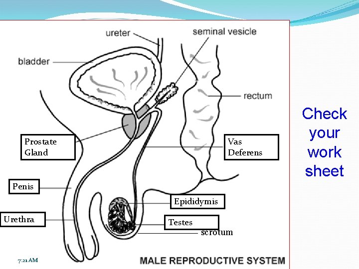 Prostate Gland Vas Deferens Penis Epididymis Urethra 7: 21 AM Testes scrotum Check your