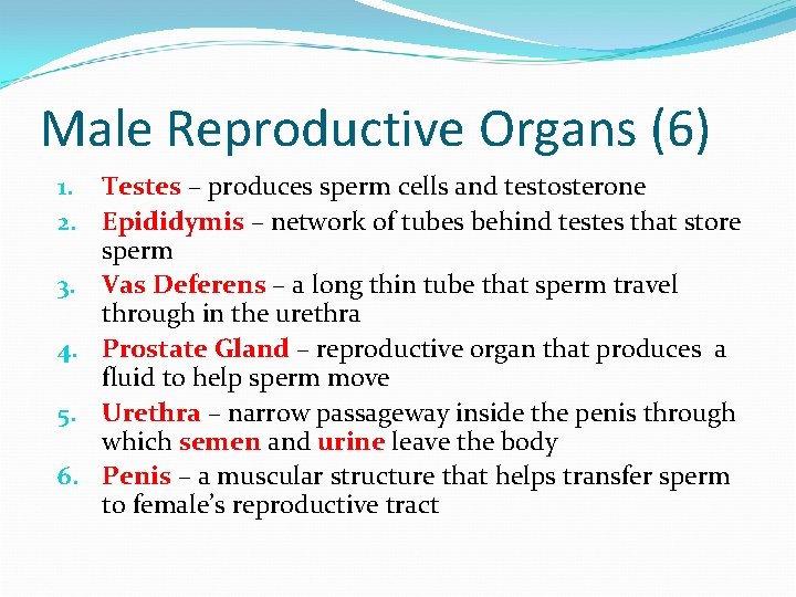 Male Reproductive Organs (6) 1. Testes – produces sperm cells and testosterone 2. Epididymis