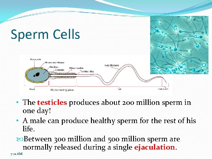 Sperm Cells • The testicles produces about 200 million sperm in one day! •