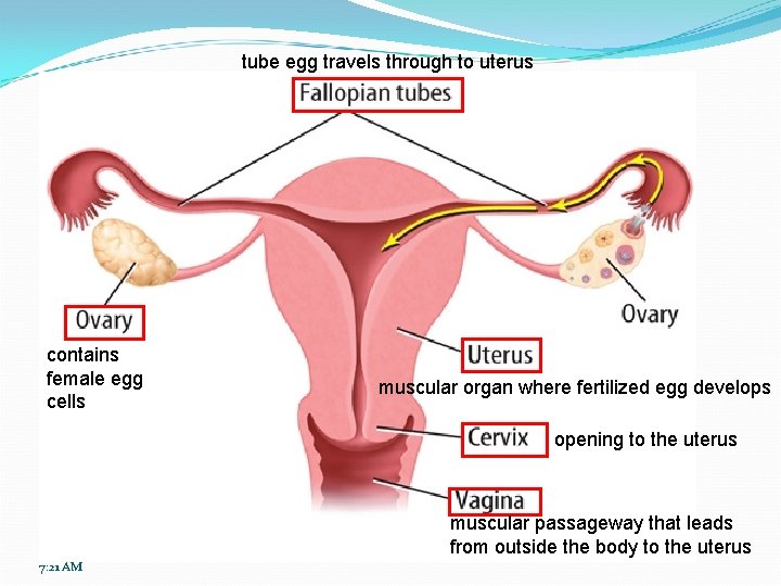 tube egg travels through to uterus contains female egg cells muscular organ where fertilized