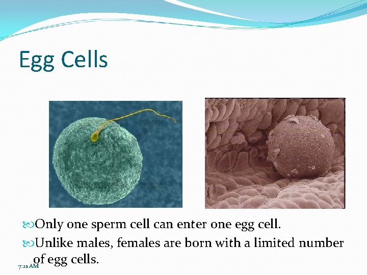 Egg Cells Only one sperm cell can enter one egg cell. Unlike males, females