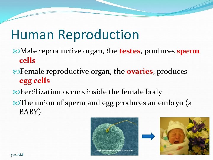 Human Reproduction Male reproductive organ, the testes, produces sperm cells Female reproductive organ, the