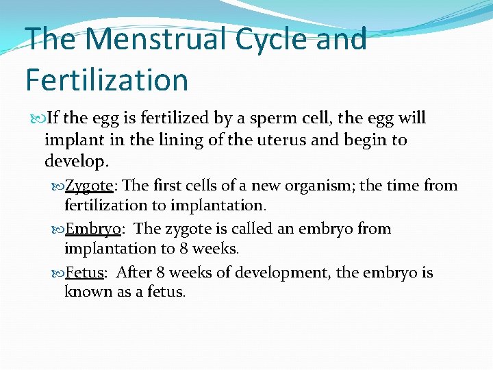 The Menstrual Cycle and Fertilization If the egg is fertilized by a sperm cell,