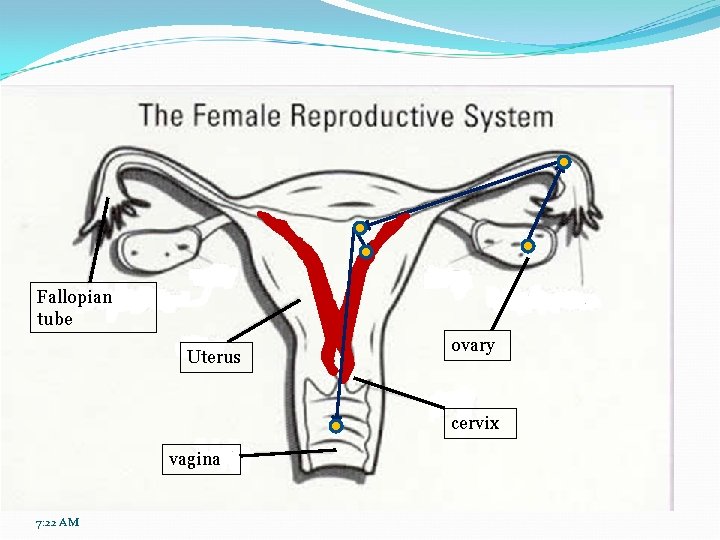 Fallopian tube Uterus ovary cervix vagina 7: 22 AM 