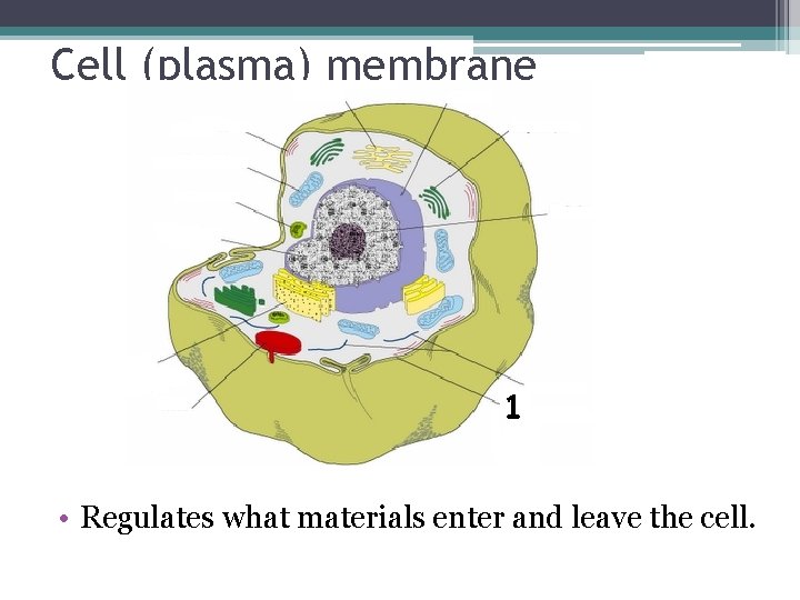 Cell (plasma) membrane • Regulates what materials enter and leave the cell. 