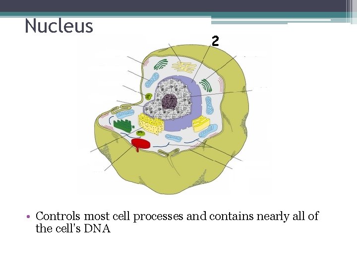 Nucleus • Controls most cell processes and contains nearly all of the cell’s DNA