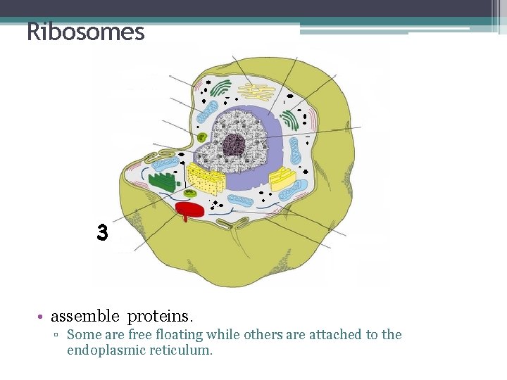 Ribosomes • assemble proteins. ▫ Some are free floating while others are attached to