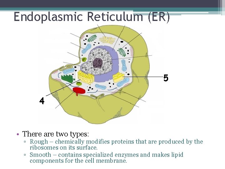 Endoplasmic Reticulum (ER) • There are two types: ▫ Rough – chemically modifies proteins