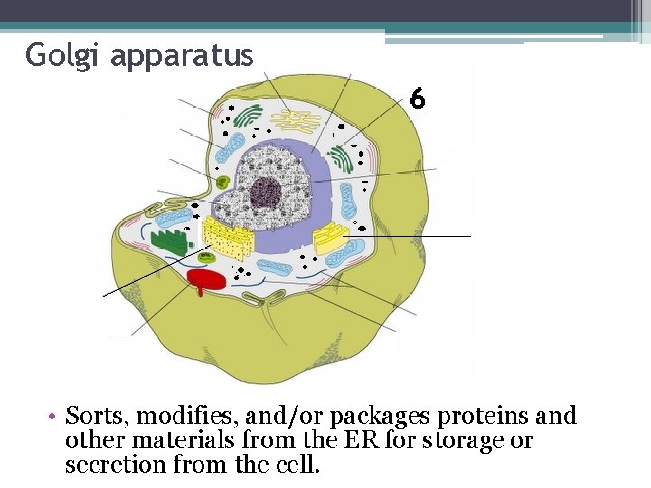 Golgi apparatus • Sorts, modifies, and/or packages proteins and other materials from the ER