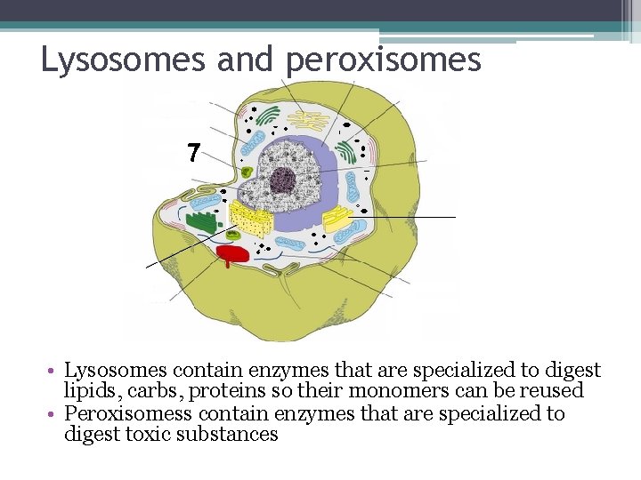 Lysosomes and peroxisomes • Lysosomes contain enzymes that are specialized to digest lipids, carbs,