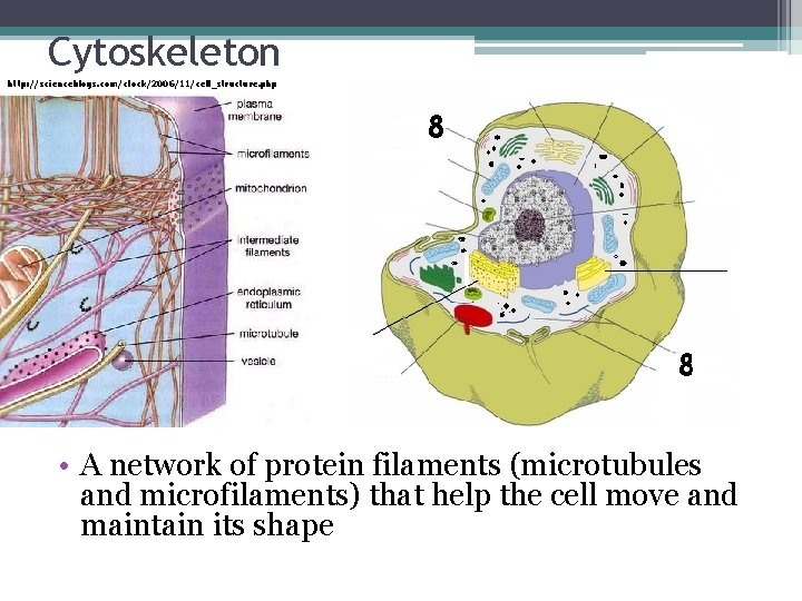 Cytoskeleton http: //scienceblogs. com/clock/2006/11/cell_structure. php • A network of protein filaments (microtubules and microfilaments)