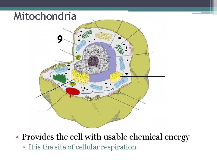 Mitochondria • Provides the cell with usable chemical energy ▫ It is the site