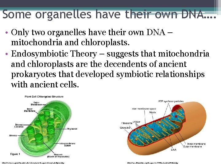 Some organelles have their own DNA…. • Only two organelles have their own DNA