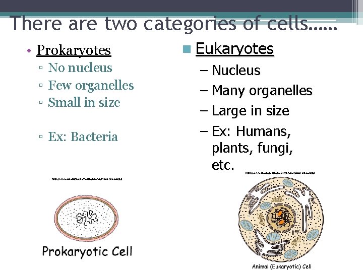 There are two categories of cells…… • Prokaryotes ▫ No nucleus ▫ Few organelles