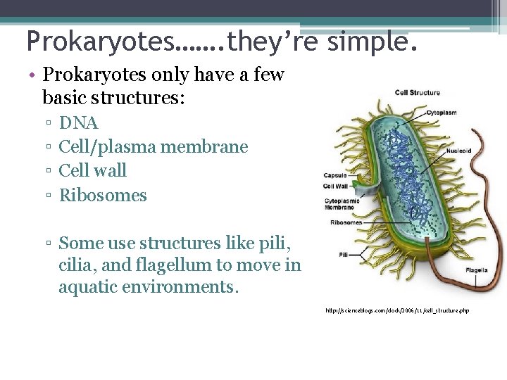 Prokaryotes……. they’re simple. • Prokaryotes only have a few basic structures: ▫ ▫ DNA