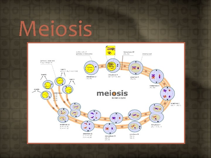 Meiosis 