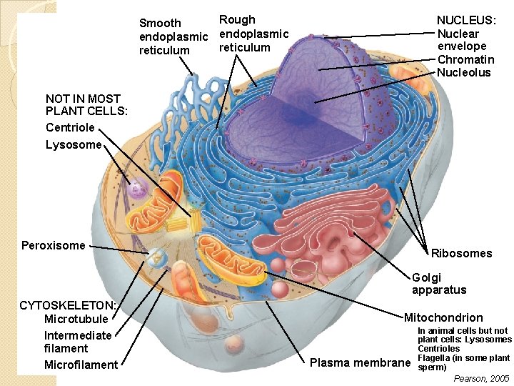 Rough Smooth endoplasmic reticulum NUCLEUS: Nuclear envelope Chromatin Nucleolus NOT IN MOST PLANT CELLS: