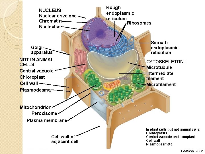 NUCLEUS: Nuclear envelope Chromatin Nucleolus Golgi apparatus NOT IN ANIMAL CELLS: Central vacuole Chloroplast