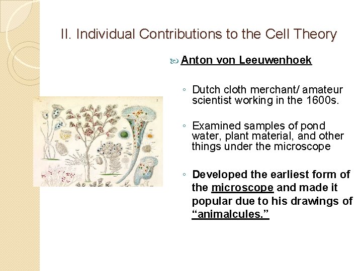 II. Individual Contributions to the Cell Theory Anton von Leeuwenhoek ◦ Dutch cloth merchant/