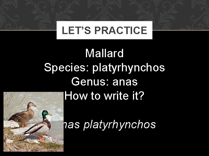 LET’S PRACTICE Mallard Species: platyrhynchos Genus: anas How to write it? Anas platyrhynchos 