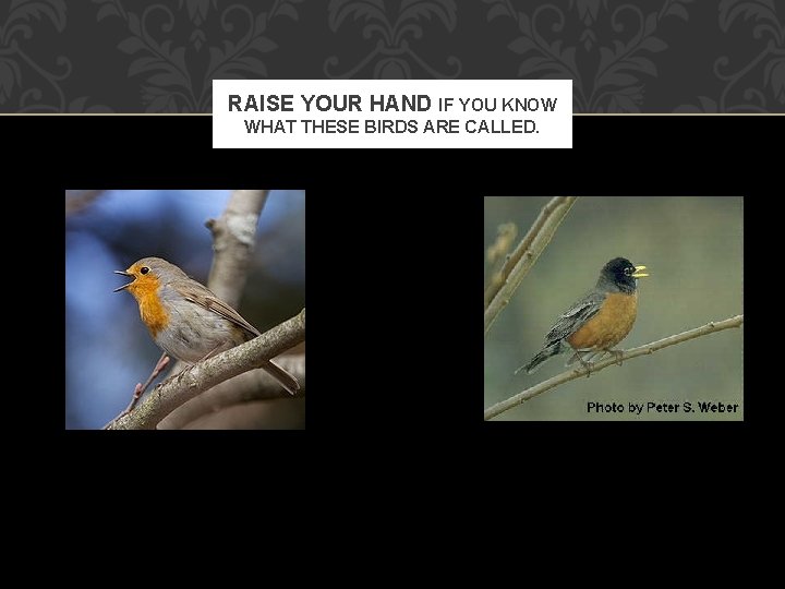 RAISE YOUR HAND IF YOU KNOW WHAT THESE BIRDS ARE CALLED. 