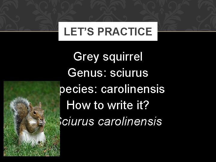 LET’S PRACTICE Grey squirrel Genus: sciurus Species: carolinensis How to write it? Sciurus carolinensis