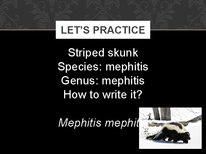 LET’S PRACTICE Striped skunk Species: mephitis Genus: mephitis How to write it? Mephitis mephitis