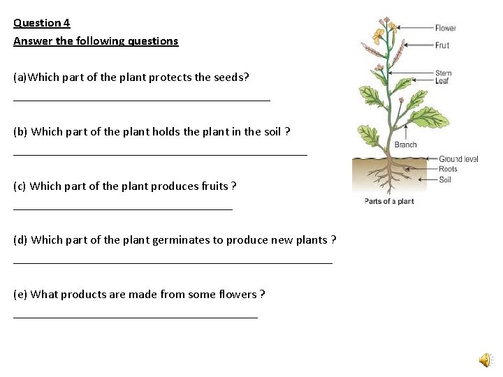 Question 4 Answer the following questions (a)Which part of the plant protects the seeds?