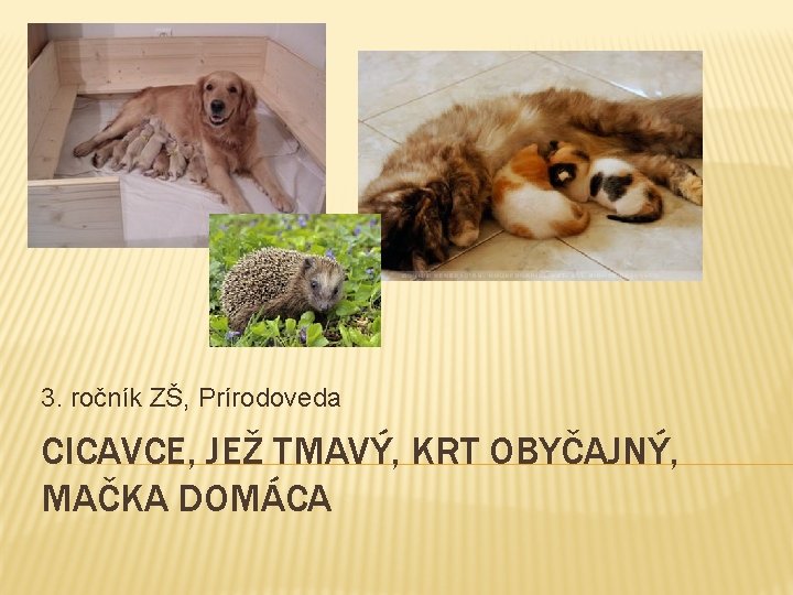 3. ročník ZŠ, Prírodoveda CICAVCE, JEŽ TMAVÝ, KRT OBYČAJNÝ, MAČKA DOMÁCA 