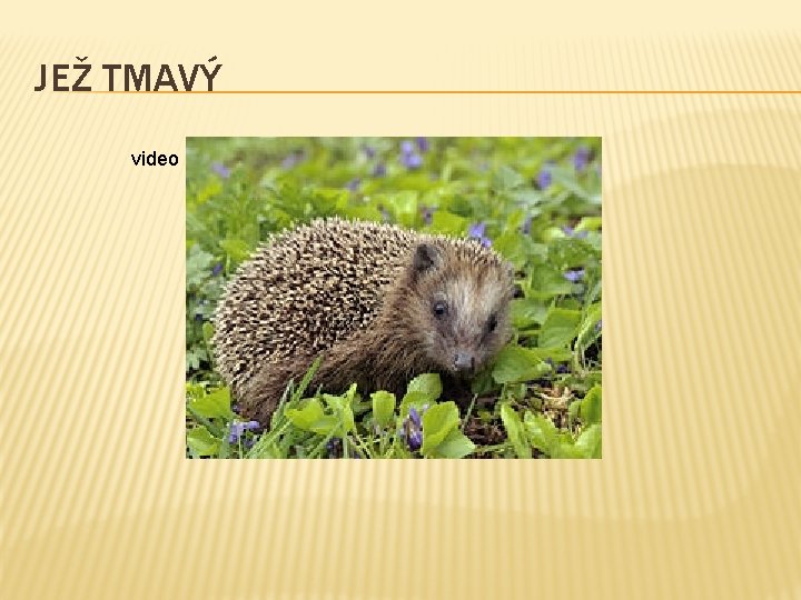 JEŽ TMAVÝ video 